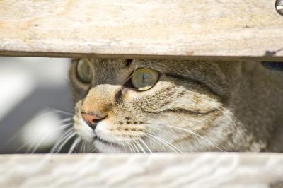 Beutel gazing through gap.jpg