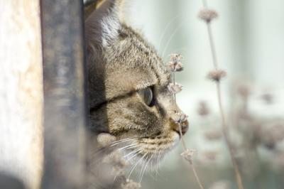 Beutel profile lavender.jpg