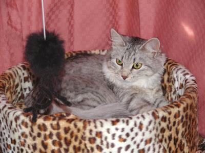 Cat Show in March 2003
