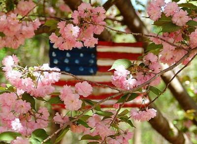 Cherry Blossoms and Garden Flag