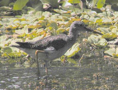 Greater Yellow legs