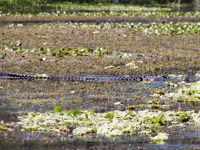 The alligator