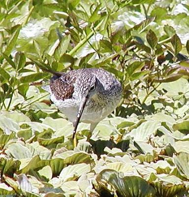 Greater Yellow legs