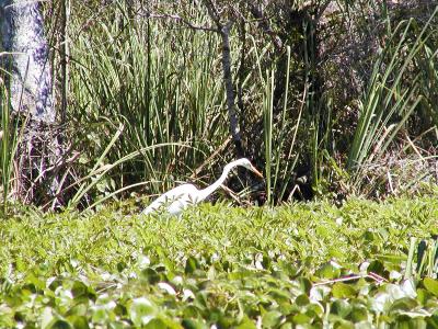 American Egret Looking for a meal
