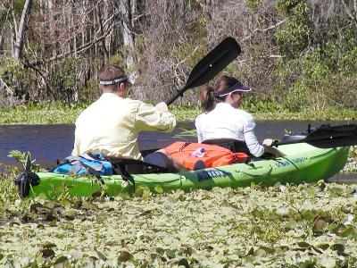 Searching for another gator