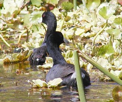 Coots