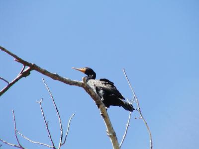 Cormorant