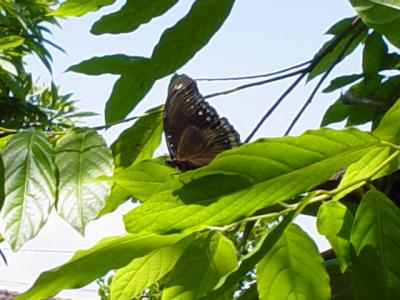 There are still butterflies in Kuta Beach, Bali