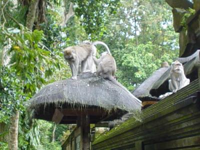 Monkey Forest in Ubud
