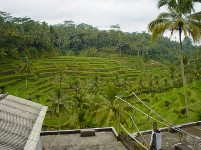 Bali rice paddy
