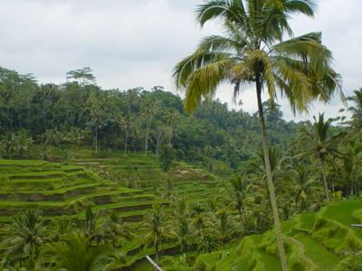 Bali rice terraces