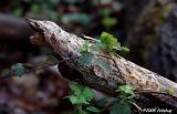 Log and blackberry vine