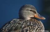 Female Mallard
