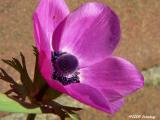 Purple delight