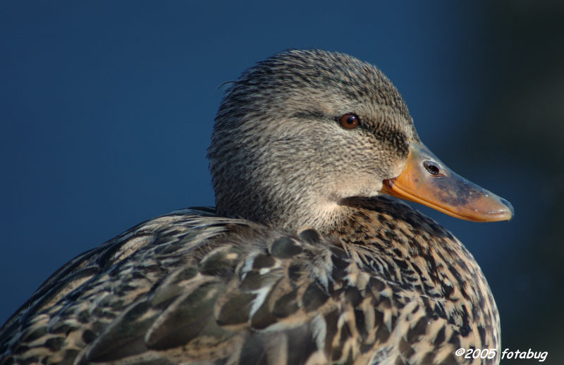 Female Mallard