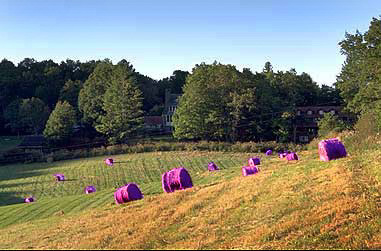 purple_hays.jpg