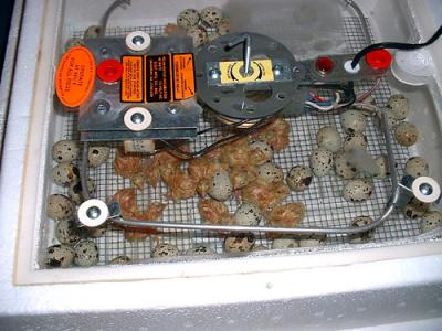 Hatch.jpg