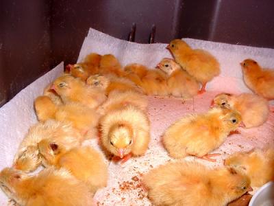 Chicks.jpg