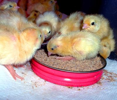 More Chicks.jpg