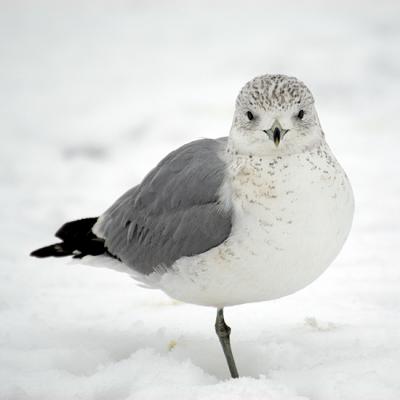 The Snow Is Too Cold . . .