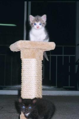 u25/franziskalang/medium/15342590.katze32.jpg