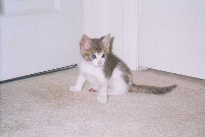 u25/franziskalang/medium/15342591.katze02.jpg