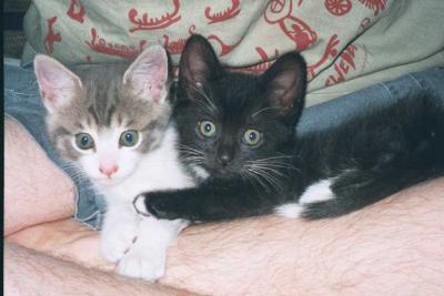u25/franziskalang/medium/15342593.katze09.jpg