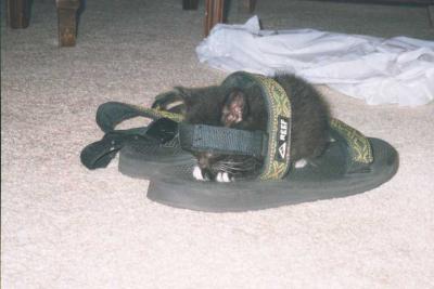 u25/franziskalang/medium/15342595.katze27.jpg