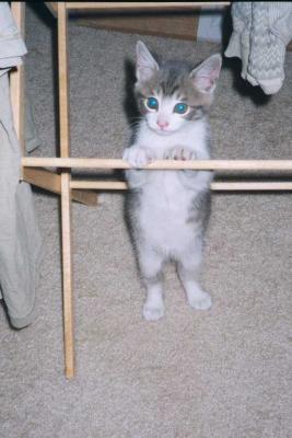 u25/franziskalang/medium/15342596.katze06.jpg