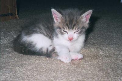 u25/franziskalang/medium/15342598.katze23.jpg