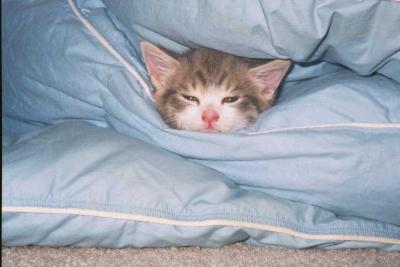 u25/franziskalang/medium/15342599.katze21.jpg