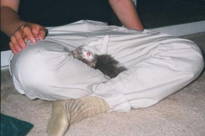 u25/franziskalang/medium/15342600.katze31.jpg