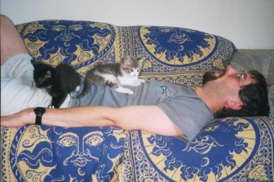 2 Katzen
