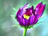 Growing In The Wind II