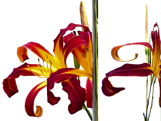 Daylily