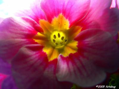 u25/fz10group/medium/40761717.FZ20031205_035.jpg