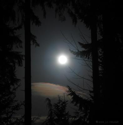 Moon Through Trees