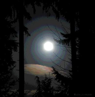 Moon Through Trees Posterized