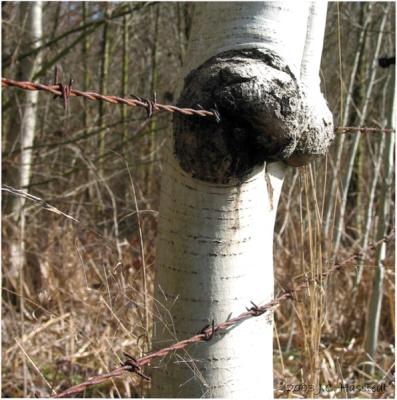 Fence through Tree