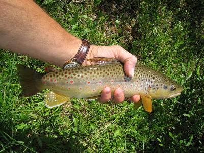 Another healthy brown trout...
