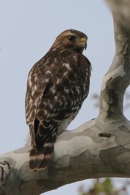 Red-shouldered Hawk