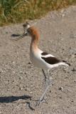 Avocet adult and chick