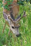 Mule Deer