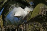 Snowy Egret, Breeding Plumage