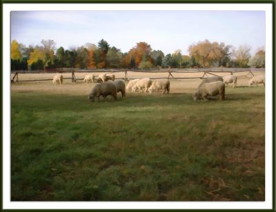 Museum Herd