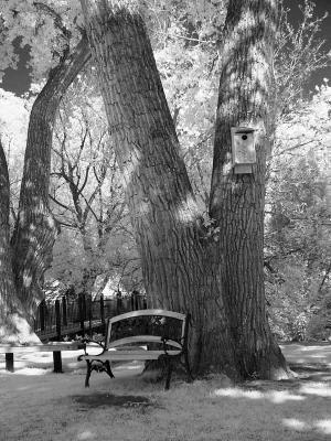 Tree with Bench