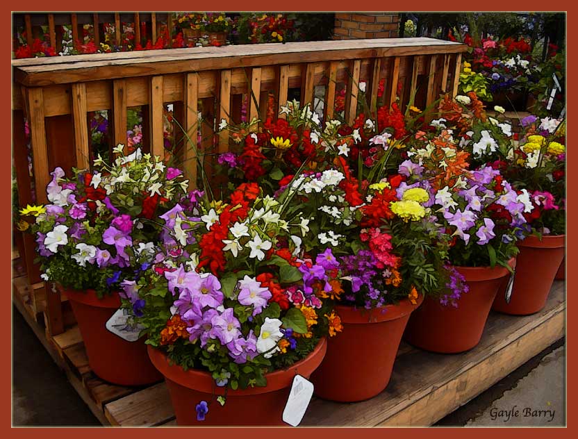 Visit to the Nursery