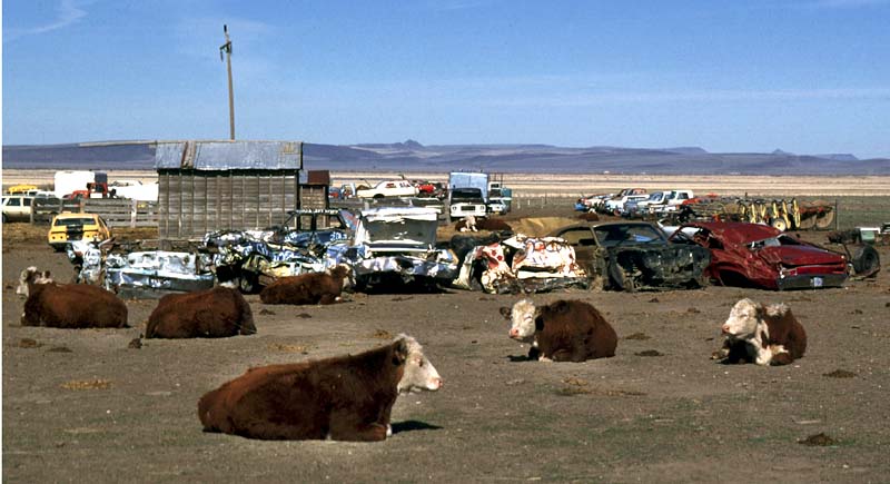 junkyard cows