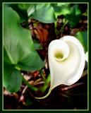 Friends, Romans, Calla Lillies...