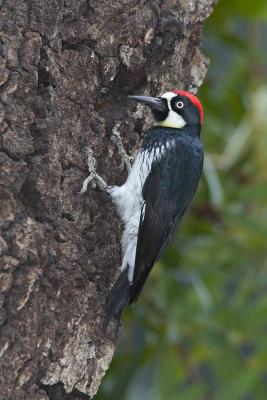 Acorn woodpecker drilling_T0L9706 rsz.jpg
